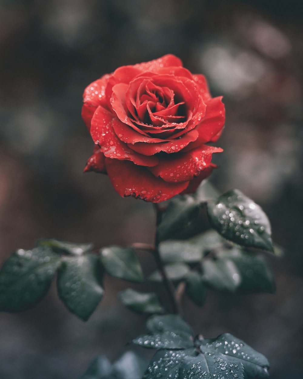 Image Missing
